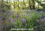 bluebells.jpg (137236 bytes)
